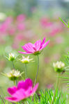 粉色格桑花