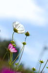 白色格桑花