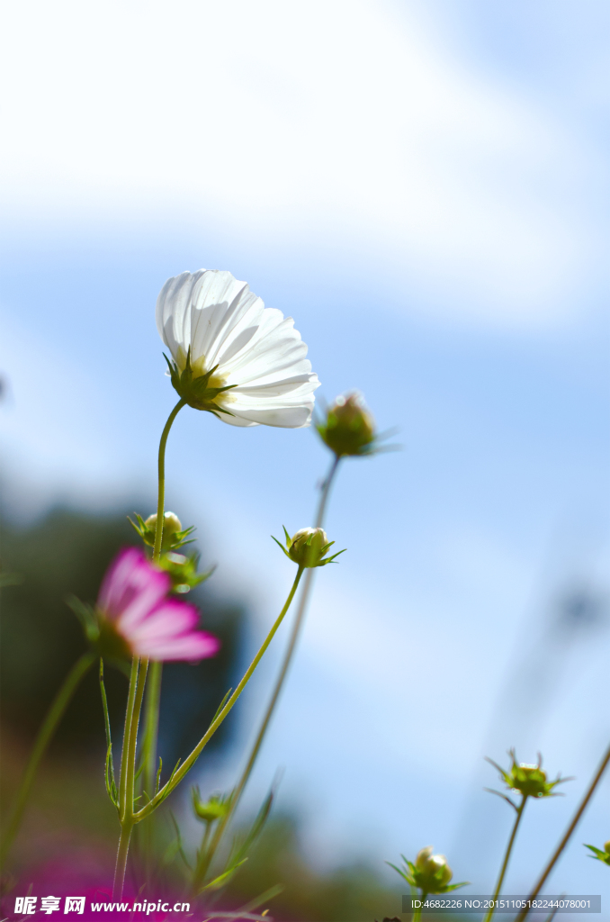 白色格桑花