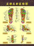 人体穴位图 足部穴位图 足疗