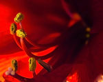 花蕊