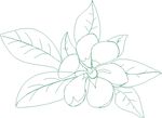 花植物图形