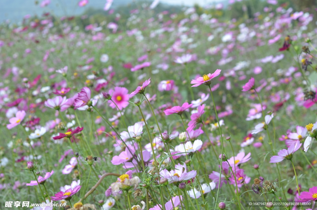 花海