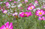 花海与蜜蜂