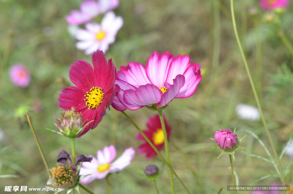 蜜蜂与花海