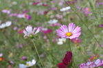 蜜蜂与花海