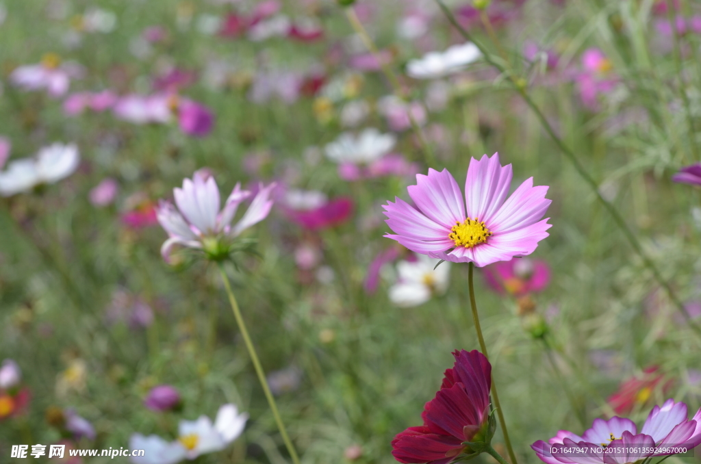 蜜蜂与花海