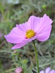 花海花朵