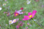 蜜蜂与花海