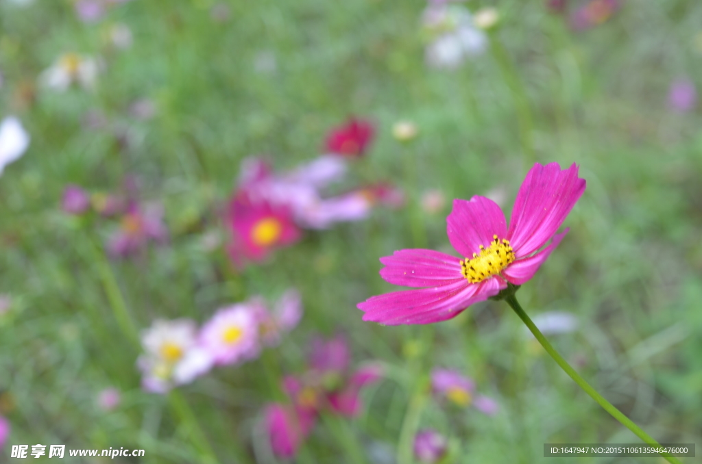 蜜蜂与花海