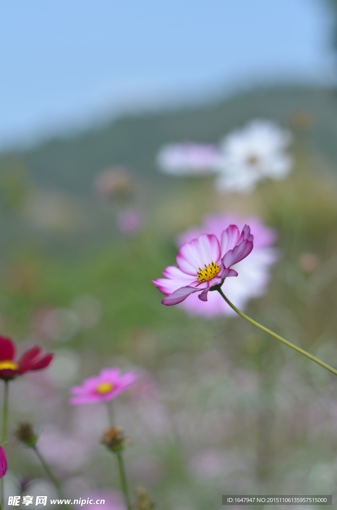 蜜蜂与花海