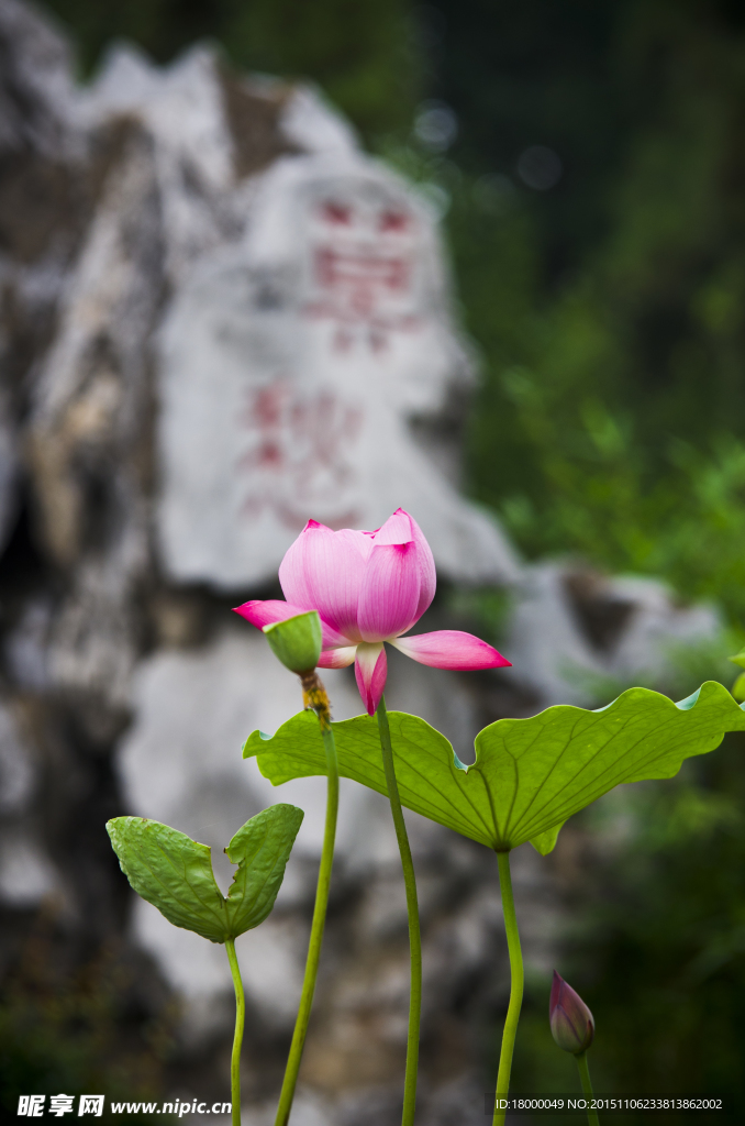 莫愁荷花