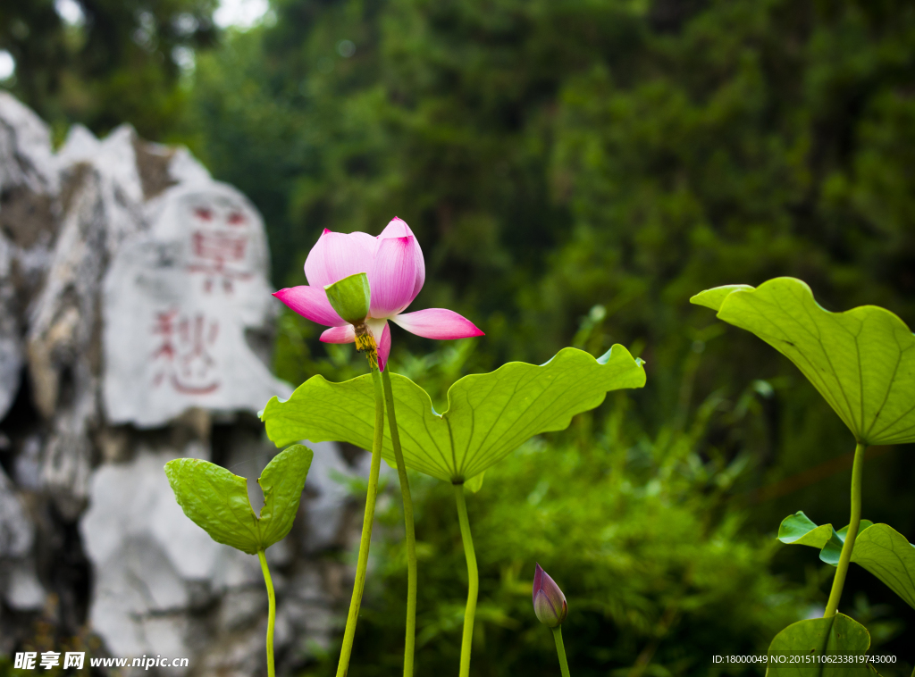 莫愁荷花