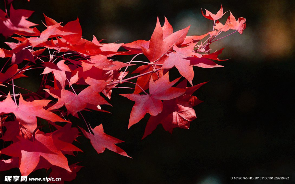 秋的火红  秋色 树叶 红叶
