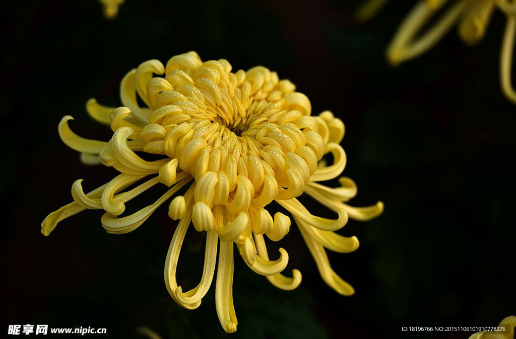 秋菊 菊花
