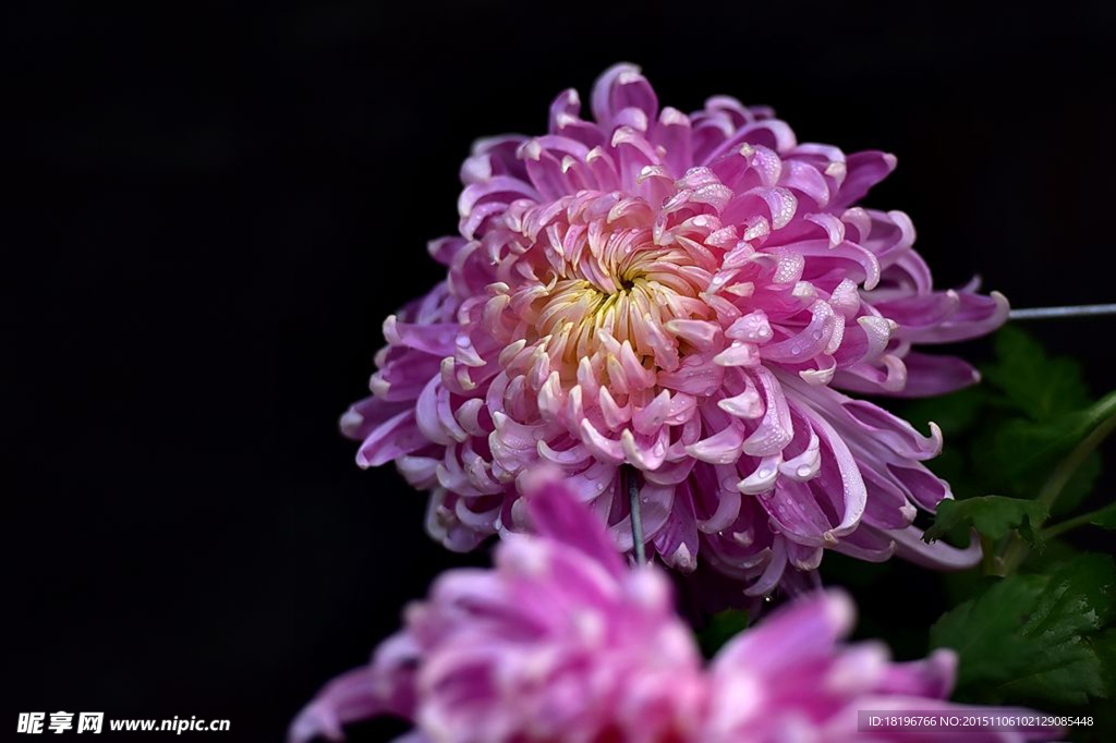 秋菊 菊花