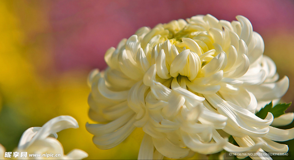菊花
