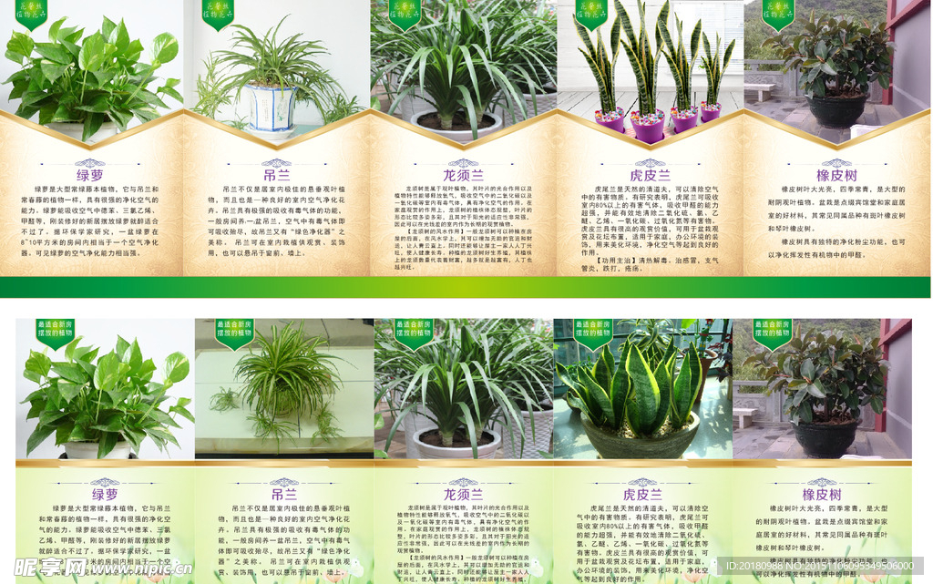 植物展板