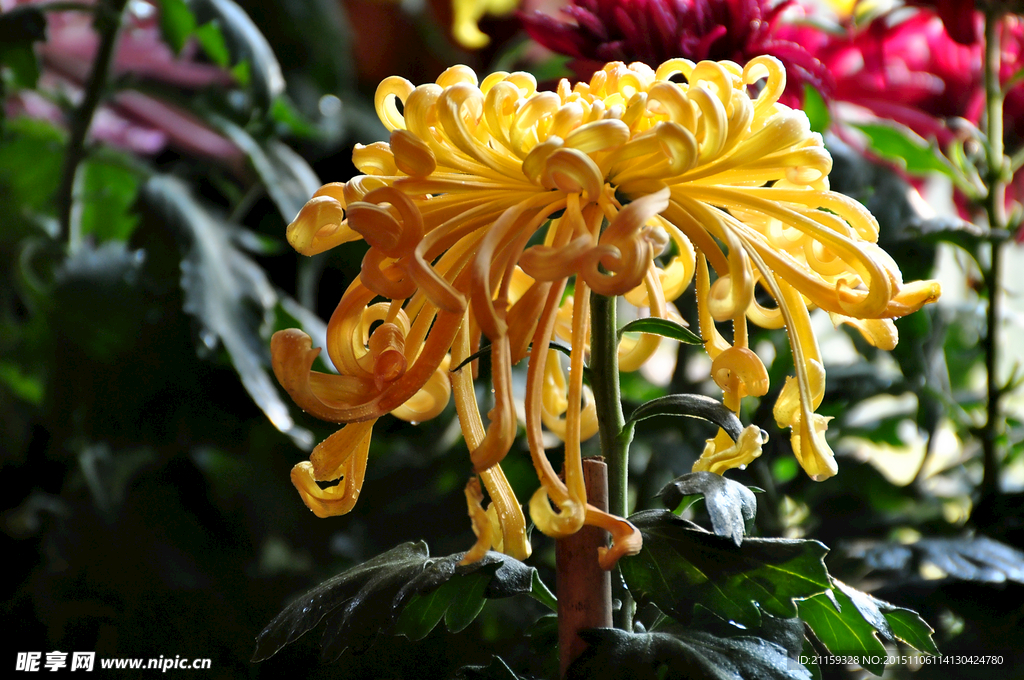 黄色菊花 盛开 绽放 摄影