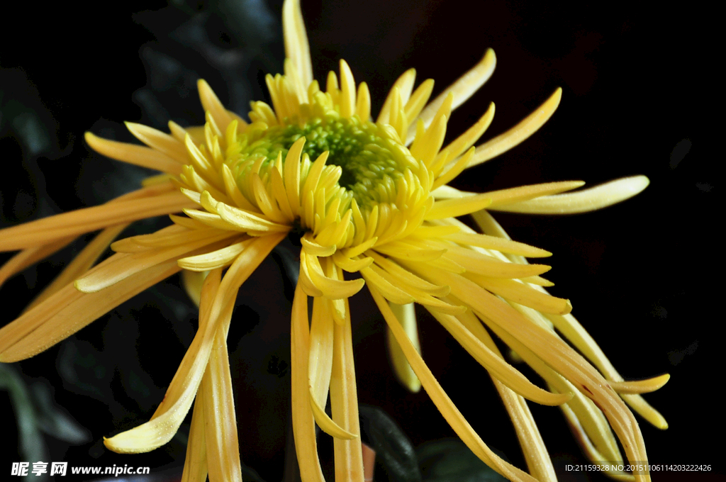 盛开的黄色菊花 摄影图片素材