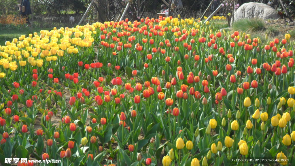 红色黄色郁金香花丛