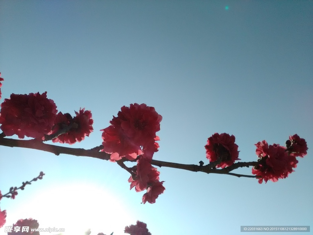 桃花