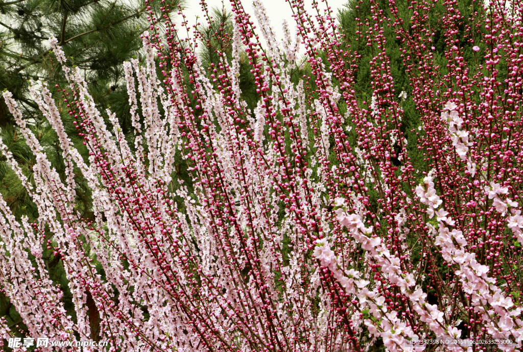 桃花