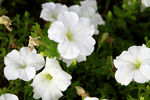 月光花