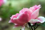 月季花
