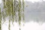 山水 简约 古 建筑 垂柳