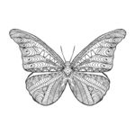 蝴蝶花纹