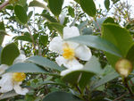 茶花