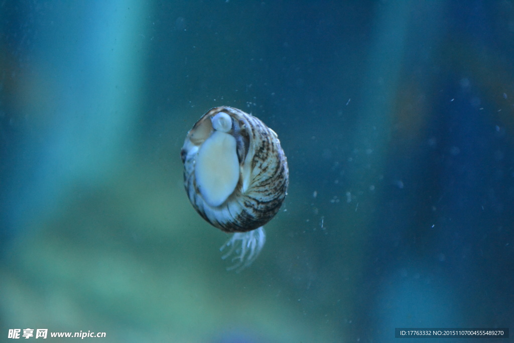 海底生物