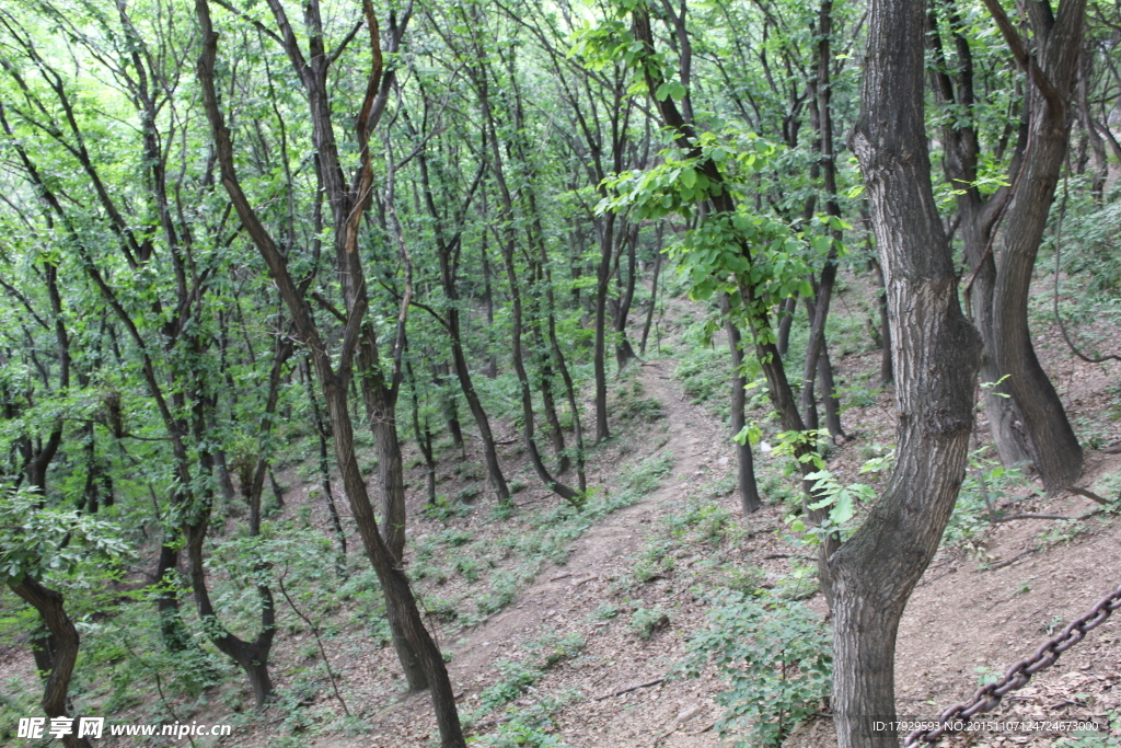 秦岭森林