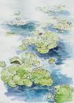南门村的睡莲