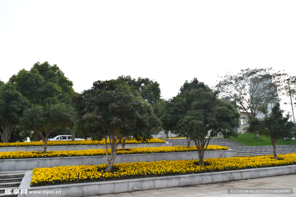 黄花 台阶