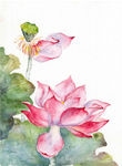 水彩荷花插画