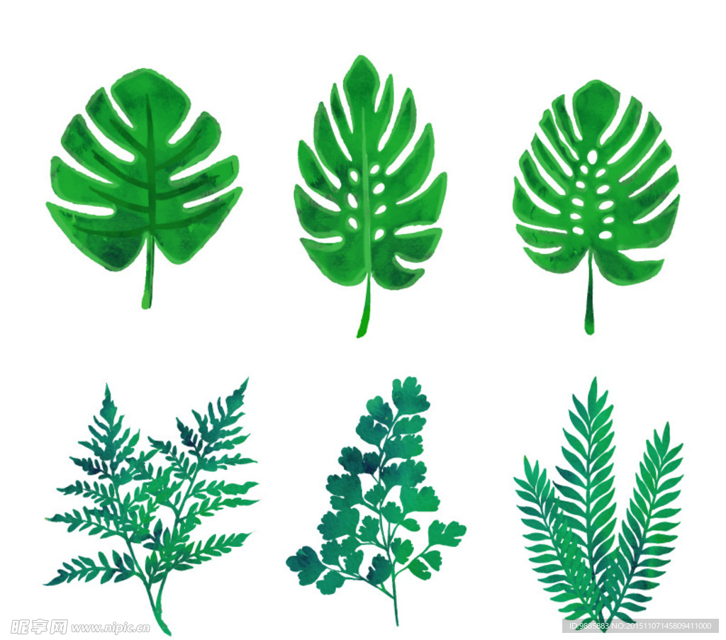 绿色植物叶子