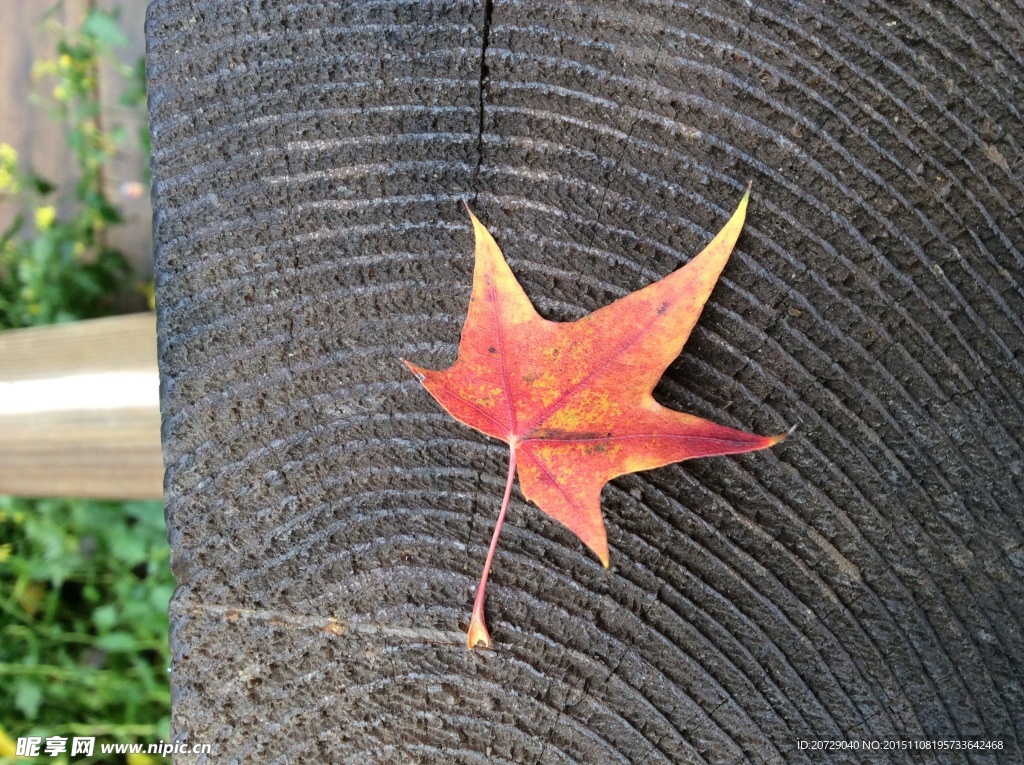 枫叶