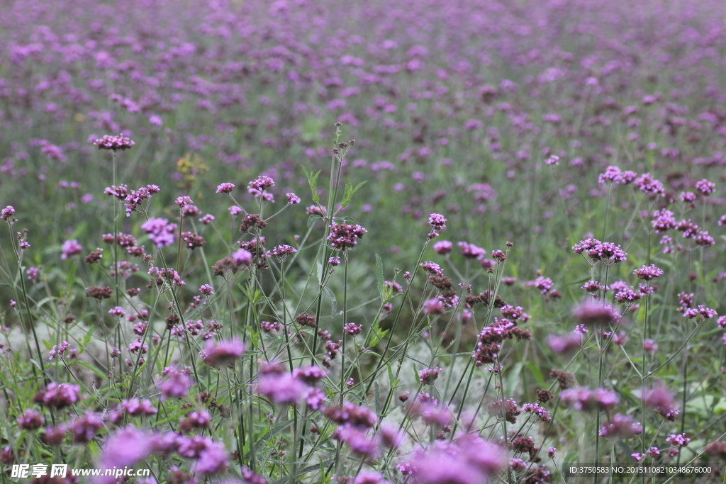 马鞭草花