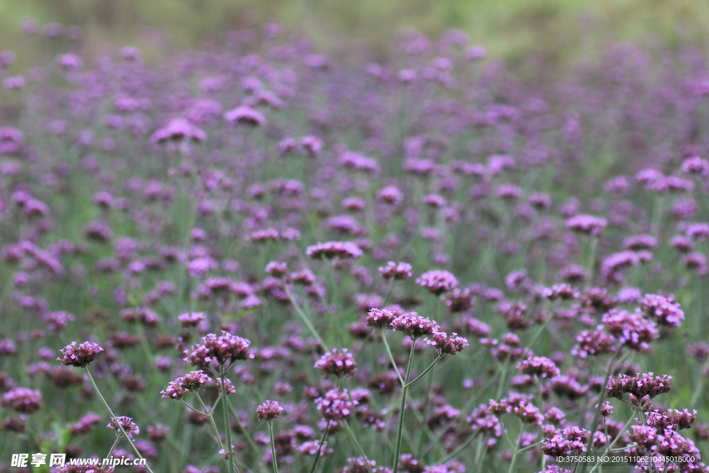 马鞭草花