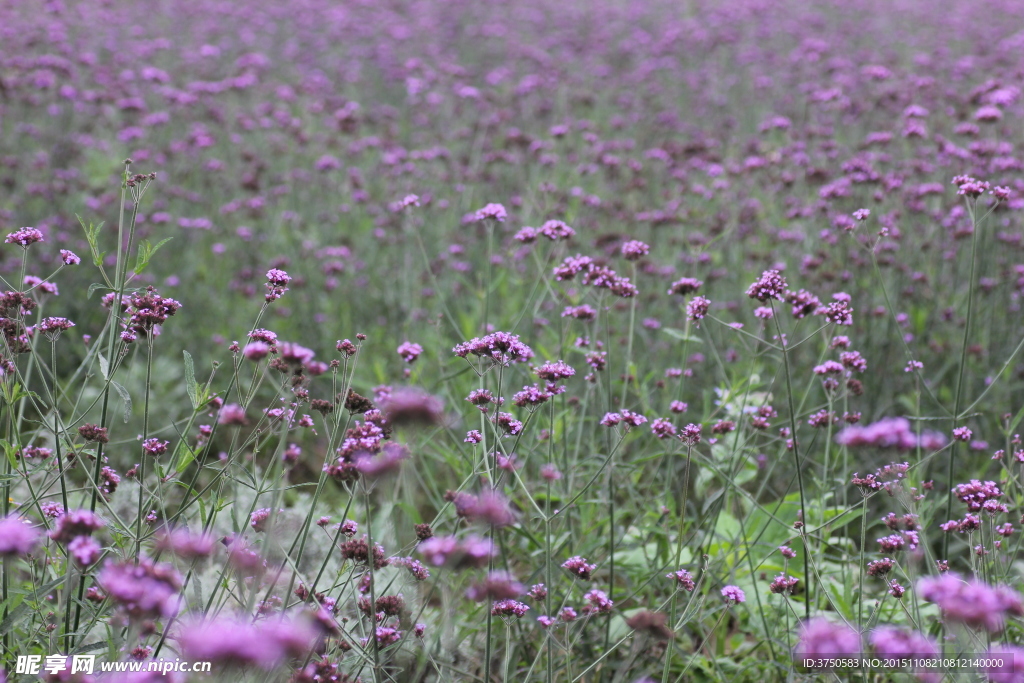 马鞭草花田