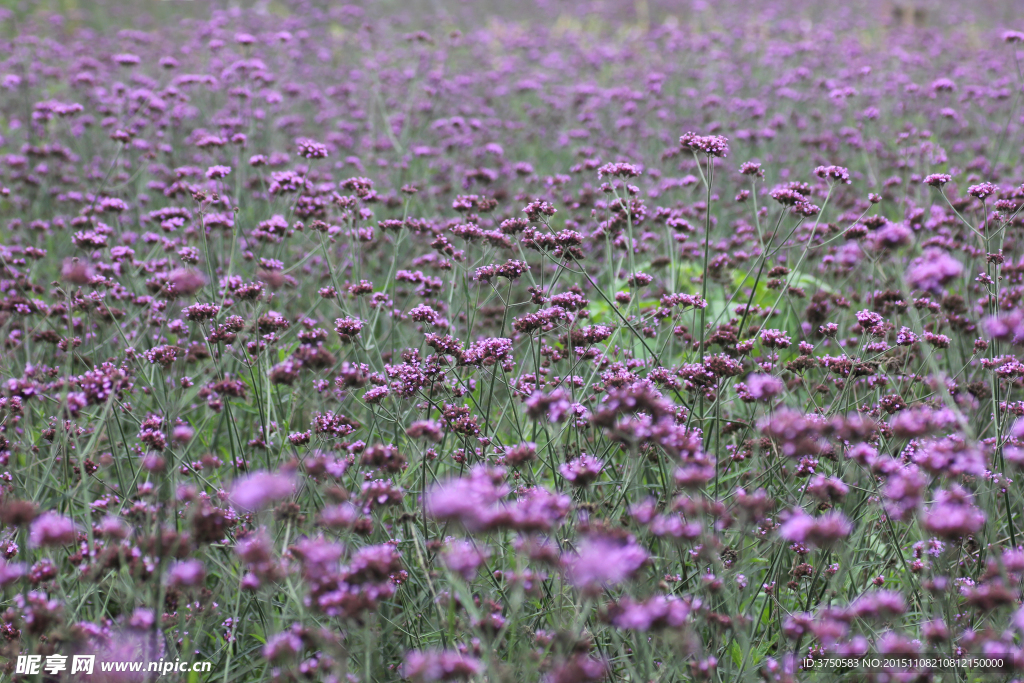 马鞭草花田