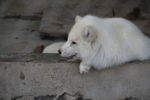 狐狸