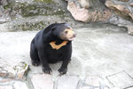 黑熊