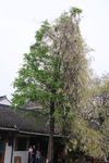 大树 白花