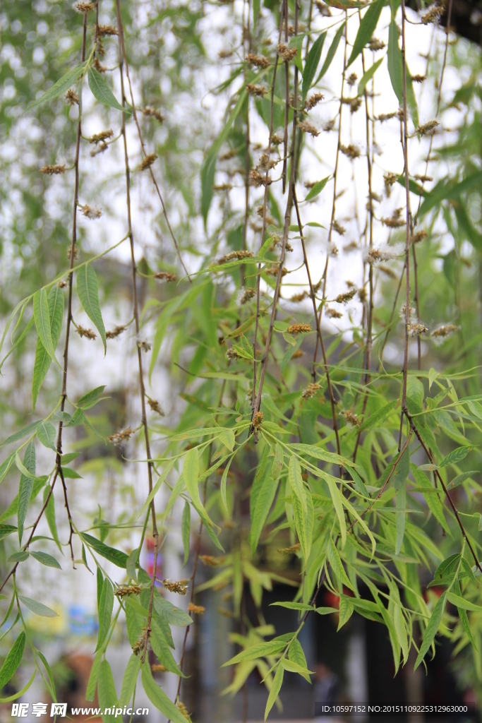 柳条 柳树