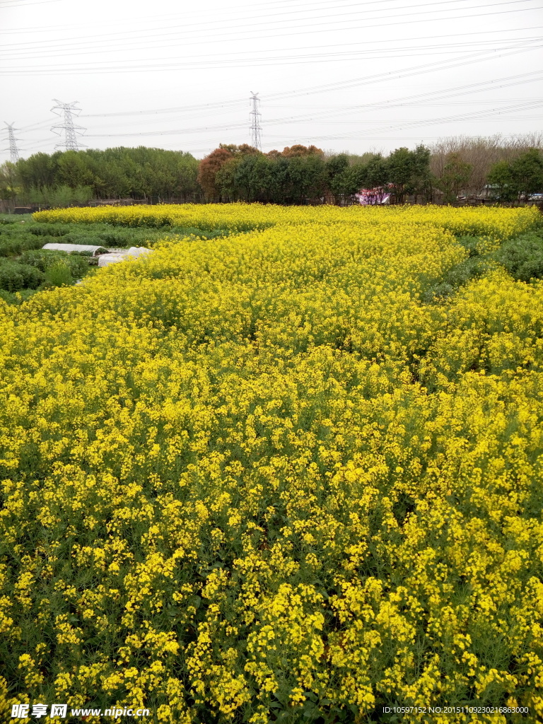 油菜花