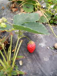 草莓 草莓园