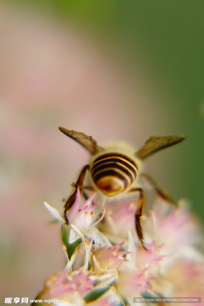 蜜蜂采蜜